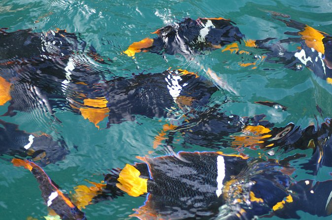 Small Group Snorkeling in Los Arcos, Puerto Vallarta - Snorkeling around Los Arcos