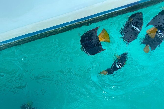 Snorkel & Playa nopalera • Small Group Tour • Punta Mita - Playa Nopalera gives the tour a second act