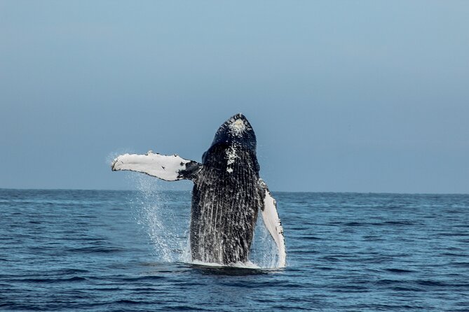 Sunsets and Whales Mega Yachts ALL INCLUSIVE: Puerto Vallarta - Luis, Isaiah, and the style of the crew