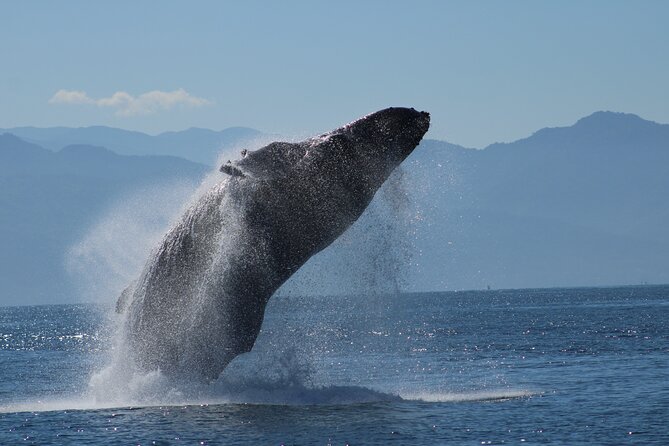 Sunsets and Whales Mega Yachts ALL INCLUSIVE: Puerto Vallarta - What the three-hour cruise actually feels like