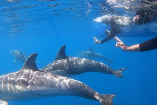 Swim and Paddle Board with Wild Dolphin Pods in Puerto Vallarta - Paddle boards as the first step