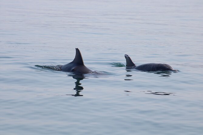 Swim and Paddle Board with Wild Dolphin Pods in Puerto Vallarta - Swimming and snorkeling near the pod