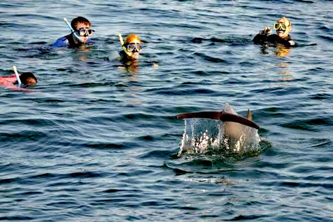 Swim and Paddle Board with Wild Dolphin Pods in Puerto Vallarta - Towable boards for a moving pod
