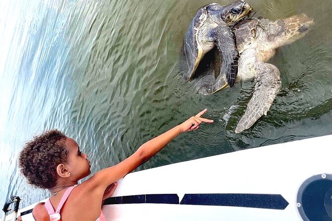 Swim and Paddle Board with Wild Dolphin Pods in Puerto Vallarta - Whale sightings and unexpected wildlife
