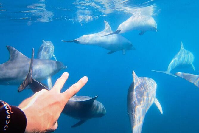 Swim and Paddle Board with Wild Dolphin Pods in Puerto Vallarta - Food, water, and what to bring