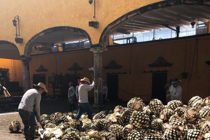 Tequila Jalisco Full Day Tour from Puerto Vallarta - What the guides and drivers add to the day