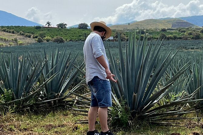 Tequila Jalisco Full Day Tour from Puerto Vallarta - A 45-minute introduction to Tequila town