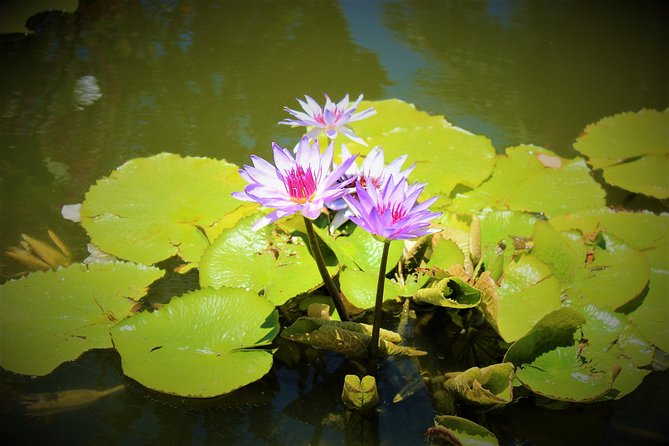 Vallarta Botanical Garden and Tequila Tasting from Puerto Vallarta - How to get better value from the $85 price
