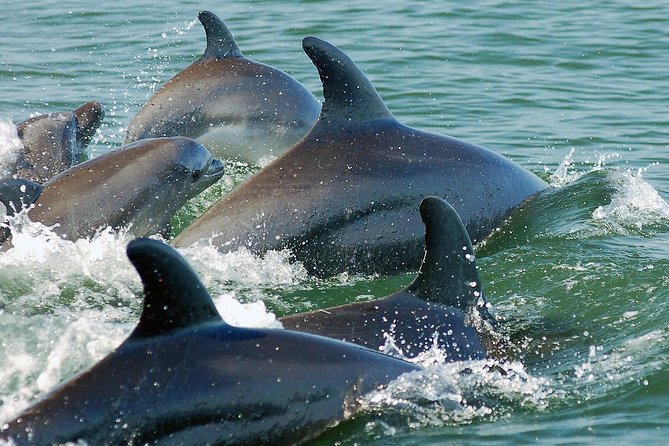Watch and Swim with Dolphins in the Wild - Meeting dolphins on their terms