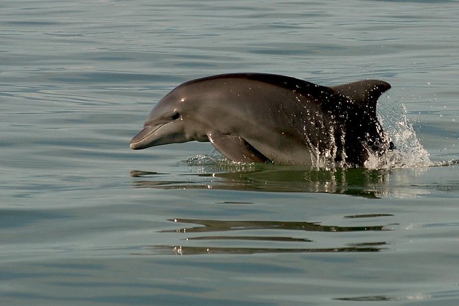 Watch and Swim with Dolphins in the Wild - Whales, turtles, rays, and the rest of the morning