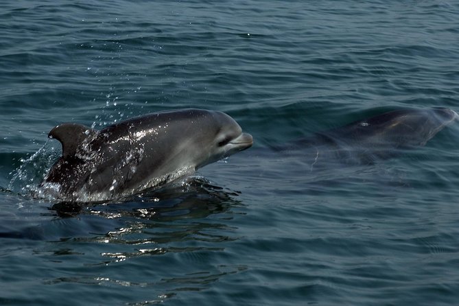 Watch and Swim with Dolphins in the Wild - The guide makes the difference