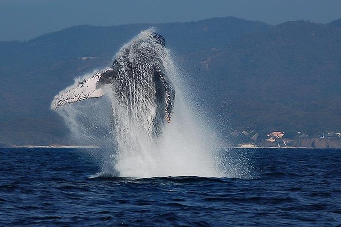 Whale and Dolphin Watching with a Biologist in Puerto Vallarta - Key points before you book