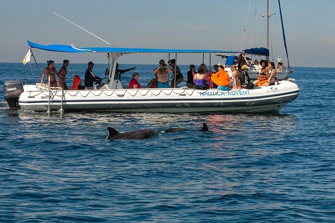 Whale and Dolphin Watching with a Biologist in Puerto Vallarta - Why this is more than a standard whale watch
