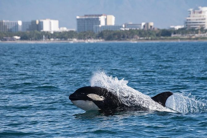 Whale and Dolphin Watching with a Biologist in Puerto Vallarta - Listening to whales beneath the boat