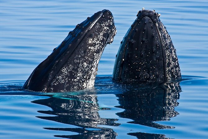 Whale & Dolphin Watching Cruise in Puerto Vallarta All Inclusive - Humpback whales are the reason to go