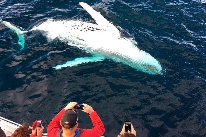 Whale & Dolphin Watching Cruise in Puerto Vallarta All Inclusive - A four-and-a-half-hour promise with a timing warning