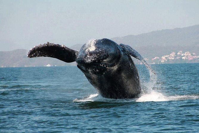 Whale & Dolphin Watching Cruise in Puerto Vallarta All Inclusive - Dolphins are a welcome extra, not the main plan