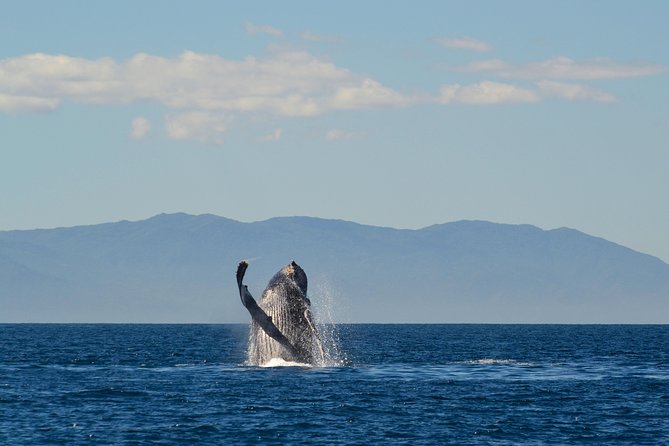Whale & Dolphin Watching Cruise in Puerto Vallarta All Inclusive - Boat size, seats, and the view