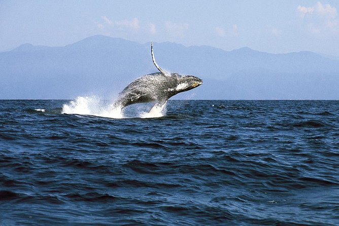 Whale & Dolphin Watching Cruise in Puerto Vallarta All Inclusive - What the $78.48 price includes