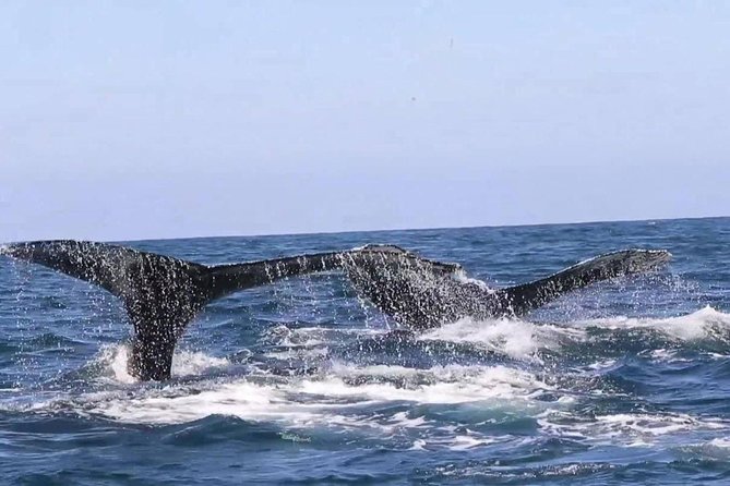 Whale & Dolphin Watching Cruise in Puerto Vallarta All Inclusive - Who will enjoy this cruise most