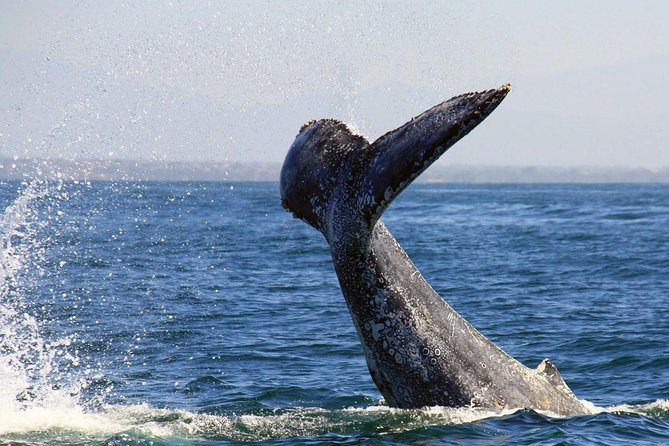 Whale & Dolphin Watching Cruise in Puerto Vallarta All Inclusive - Breakfast first, open bar later