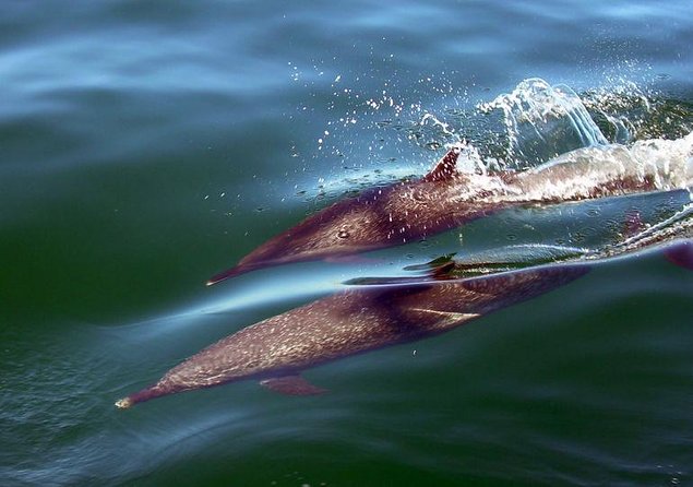 Whale Encounter Puerto Vallarta - Key points before you book
