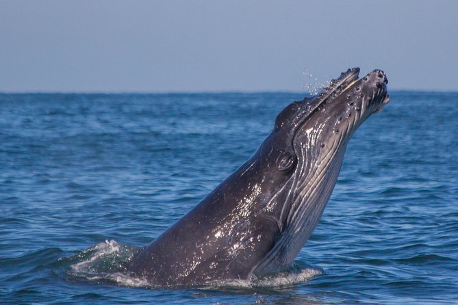 Whale Encounter Puerto Vallarta - Hearing whale songs with the hydrophone