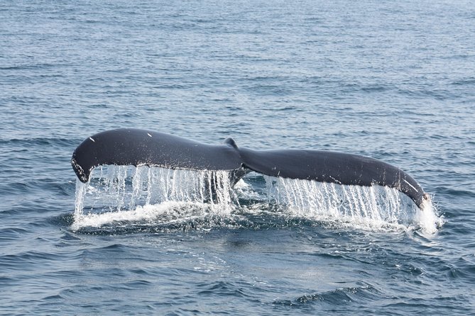 Whale Encounter Puerto Vallarta - The whales and other wildlife you might see