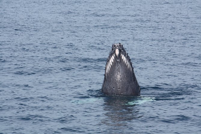 Whale Encounter Puerto Vallarta - The guides make the difference