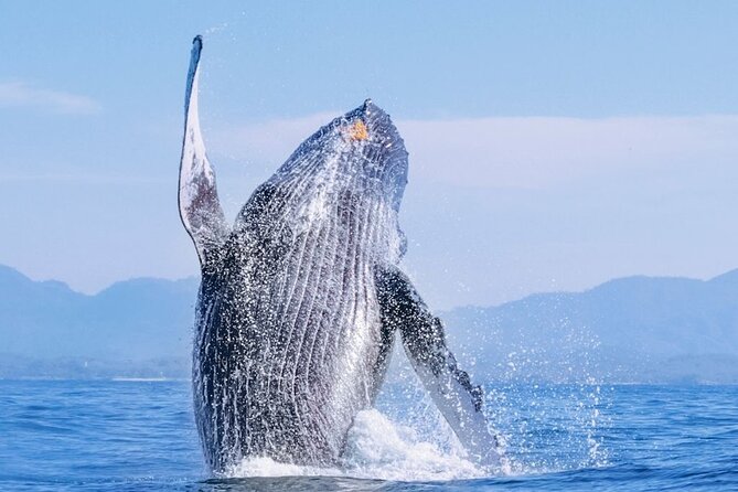 Whale Watching - Key points to know