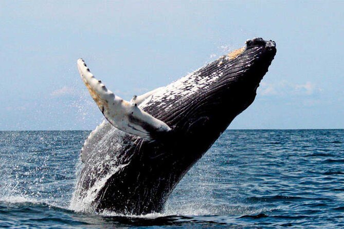 Whale Watching - Why Banderas Bay makes a good whale-watching setting