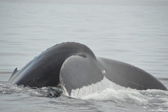 Whale watching 3 hours in Puerto Vallarta - Meeting at Los Peines 332