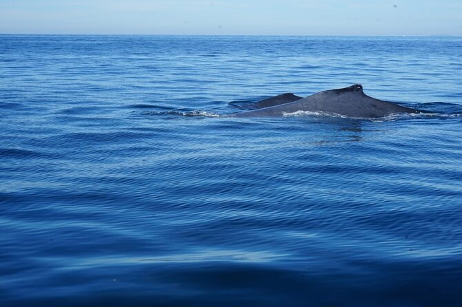 Whale watching 3 hours in Puerto Vallarta - When Los Arcos enters the day