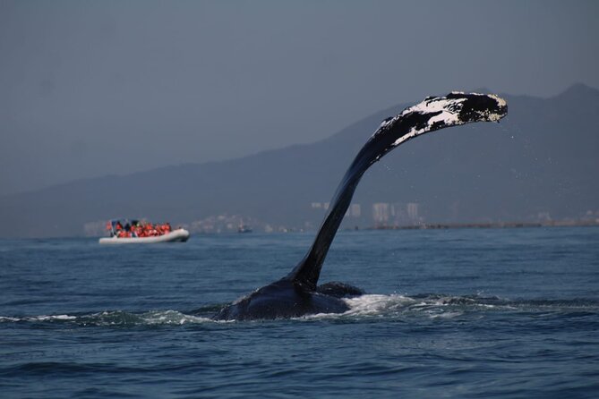 Whale watching 3 hours in Puerto Vallarta - The English-language question