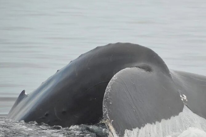 Whale watching 3 hours in Puerto Vallarta - Water, safety, and what to pack