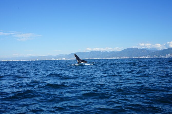 Whale watching 3 hours in Puerto Vallarta - Who will enjoy this outing most?
