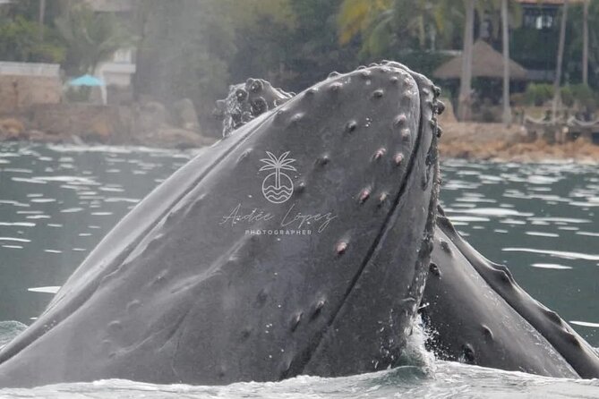 Whale watching 3 hours in Puerto Vallarta - What the three hours may look like