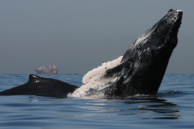 Whale Watching - What you might see on the water