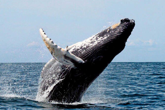 Whale Watching - The real value of a $110.01 boat trip