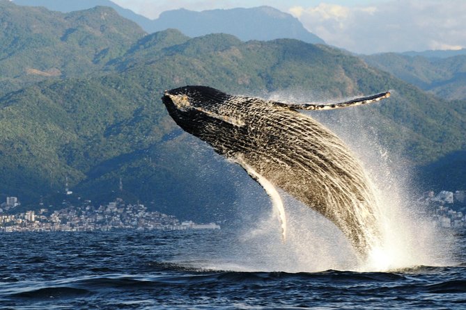 Whale Watching Adventure – Led by a Marine Biologist - A 20-minute introduction at Ecotours Vallarta