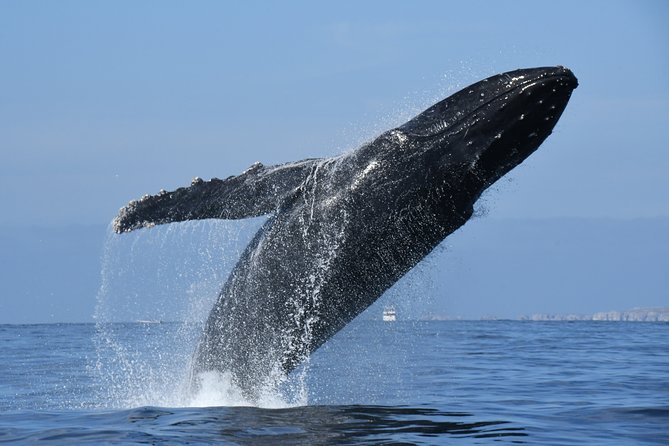 Whale Watching Adventure – Led by a Marine Biologist - Three and a half hours on Banderas Bay