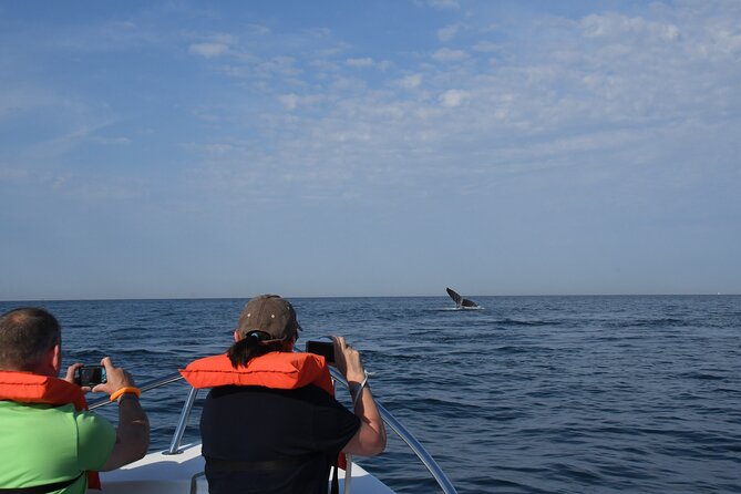 Whale Watching Adventure – Led by a Marine Biologist - The value of a marine biologist on board