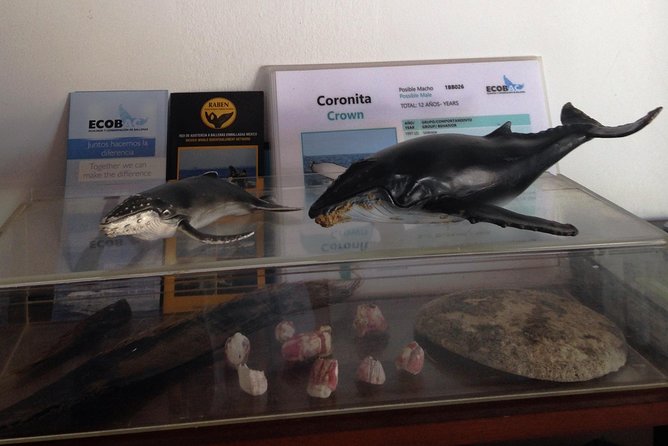Whale Watching Adventure – Led by a Marine Biologist - Marina Vallarta and the small boat setup