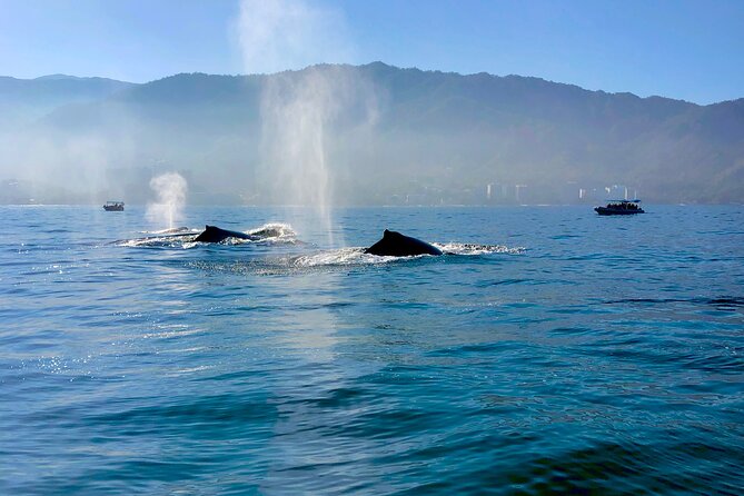 Whale Watching and Los Arcos 5 Islands Adventure - Timing, cancellations, and practical details