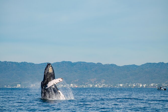 Whale Watching Cruise In Puerto Vallarta & Nuevo Vallarta - A catamaran built for whale watching