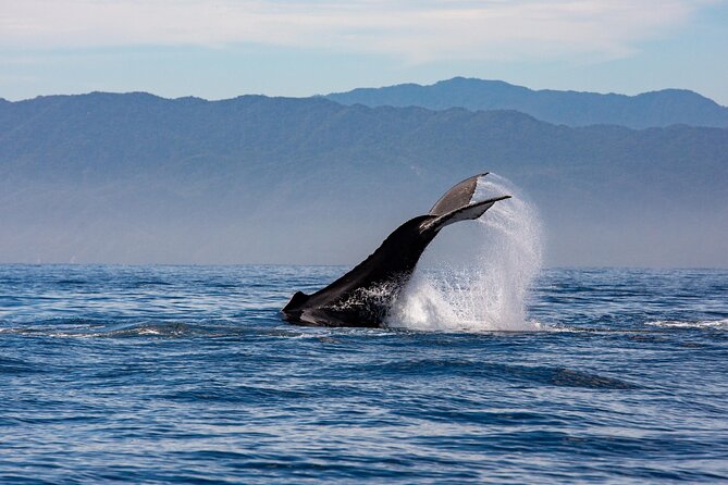 Whale Watching Cruise In Puerto Vallarta & Nuevo Vallarta - Searching Bay of Banderas for whales