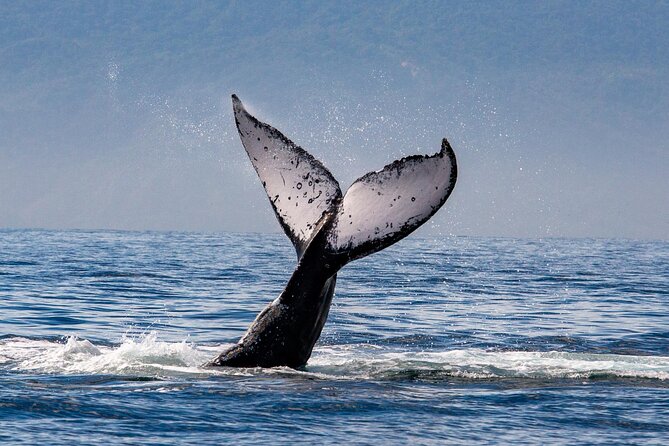 Whale Watching Cruise In Puerto Vallarta & Nuevo Vallarta - The return trip and what the timing really means