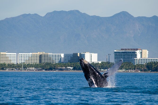 Whale Watching Cruise In Puerto Vallarta & Nuevo Vallarta - Is the $99 price fair?