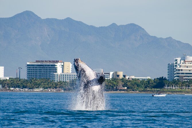 Whale Watching Cruise In Puerto Vallarta & Nuevo Vallarta - Breakfast, lunch, and an open bar