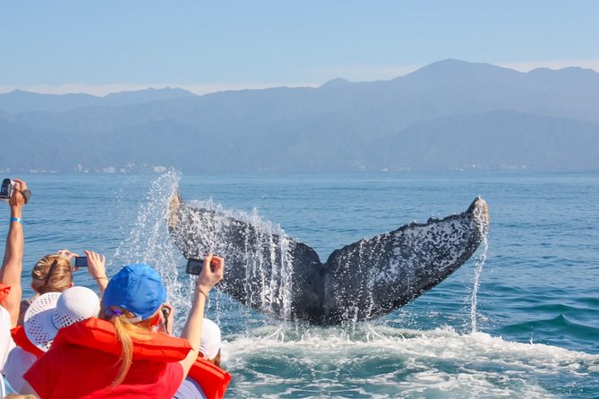 Whale Watching Experience - A small speedboat makes a real difference